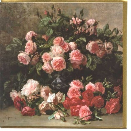 NHM 02 ROSA CENTAFOLIA