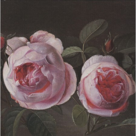 NHM 02 ROSA CENTAFOLIA