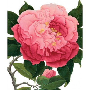 NHM 02 ROSA CENTAFOLIA