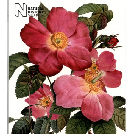 NHM 02 ROSA CENTAFOLIA