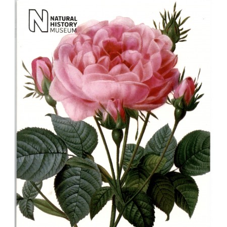 NHM 02 ROSA CENTAFOLIA