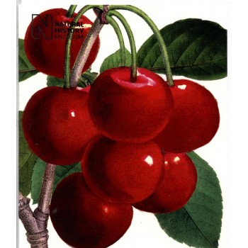 NHM 02 ROSA CENTAFOLIA